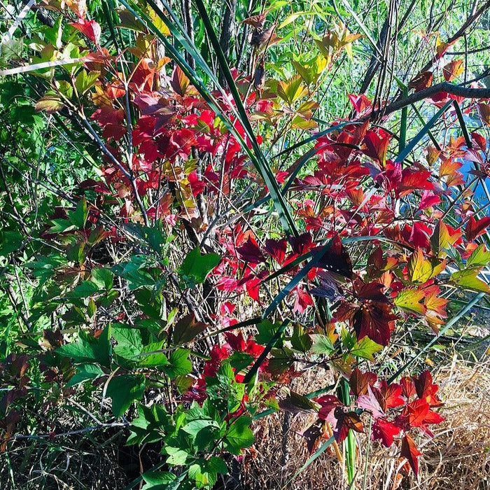 Huckleberry, Black Huckleberry, 1 gal (6-8 in)