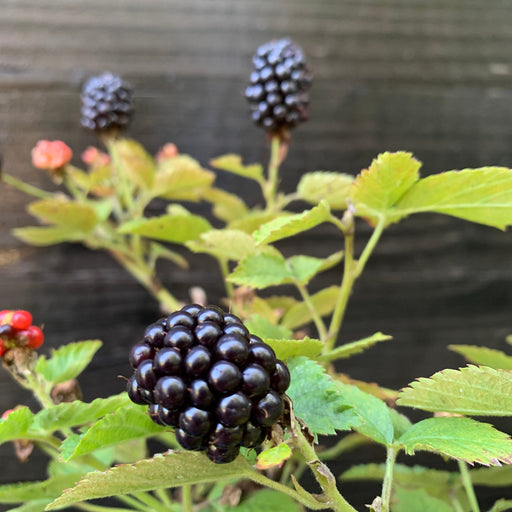 Blackberry, Bushel and Berry® Baby Cakes® Thornless Blackberry