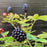 Blackberry, Bushel and Berry® Baby Cakes® Thornless Blackberry