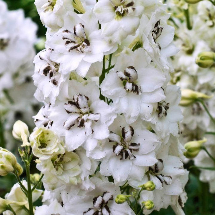 Delphinium, Black Eyed Angels Delphinium