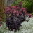 Sedum, Night Embers Stonecrop