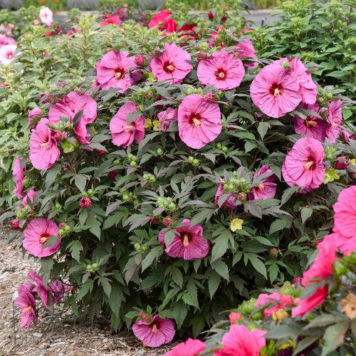Hibiscus, Summerific® Berry Awesome Rose Mallow