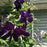 Clematis, Jackmanii Superba Clematis