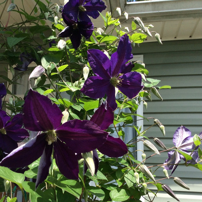 Clematis, Jackmanii Superba Clematis