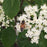 Viburnum, NativeStar® Plum Pudding Viburnum
