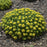 Sedum, Little Miss Sunshine Stonecrop