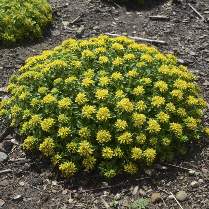 Sedum, Little Miss Sunshine Stonecrop