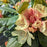 Rhododendron, Gold Prinz Rhododendron