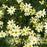 Tickseed, Moonbeam Threadleaf Coreopsis
