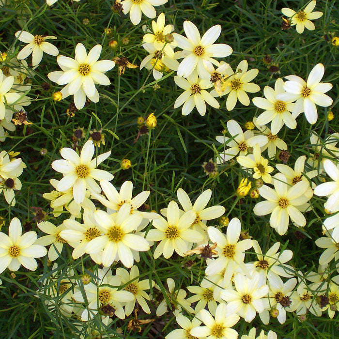 Tickseed, Moonbeam Threadleaf Coreopsis