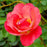 Rose, Garden Path Sunrise Sunset Rose