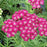 Yarrow, Firefly Fuchsia Yarrow