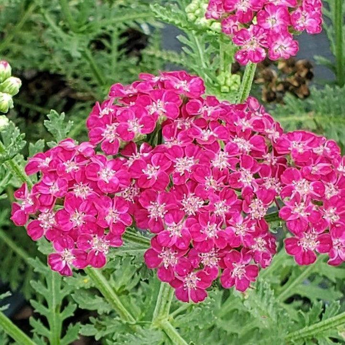 Yarrow, Firefly Fuchsia Yarrow