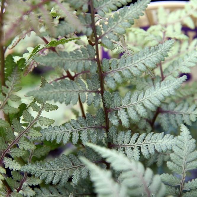 Fern, Ghost Fern