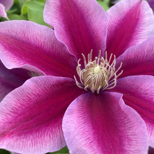 Clematis, Poseidon Clematis