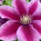 Clematis, Poseidon Clematis
