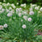 Allium, Bobblehead Ornamental Onion