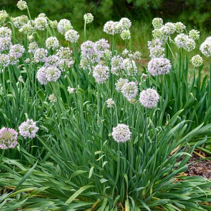 Allium, Bobblehead Ornamental Onion