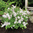 Lilac, Bloomin' Easy® Pearl Potion™ Korean Lilac
