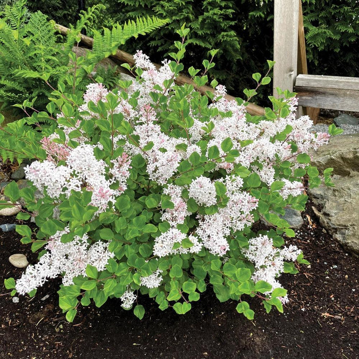 Lilac, Bloomin' Easy® Pearl Potion™ Korean Lilac