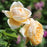 Rose, Charlotte Rose