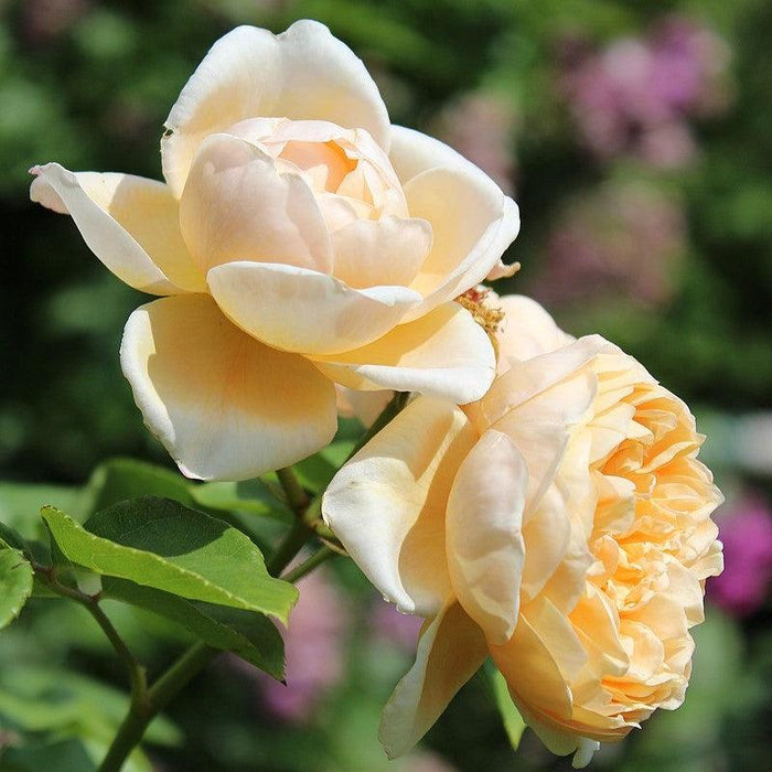 Rose, Charlotte Rose