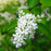 Privet, Amur Privet