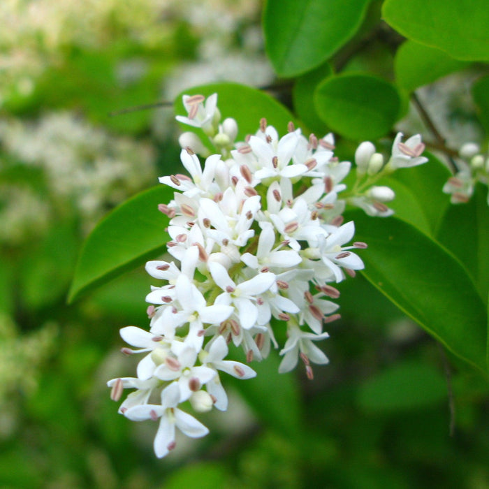 Privet, Amur Privet