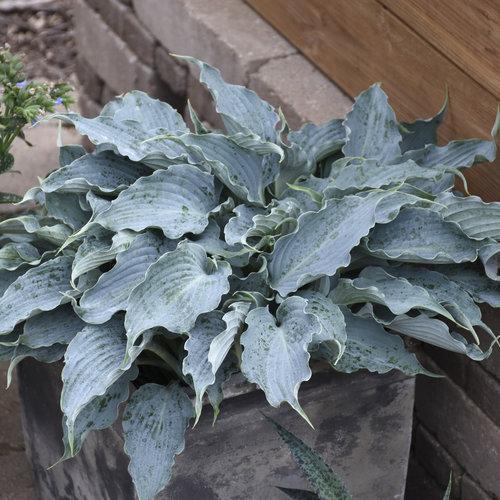 Hosta, PW® Shadowland® 'Waterslide' Hosta
