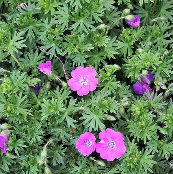 Cranesbill, Max Frei Bloody Cranesbill
