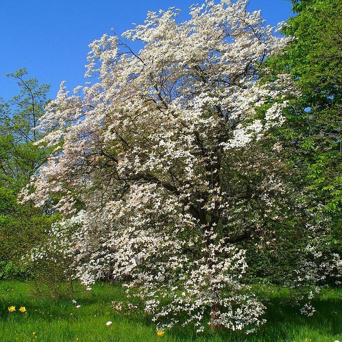 Dogwood, Flowering Dogwood