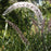 Cohosh, Brunette Bugbane