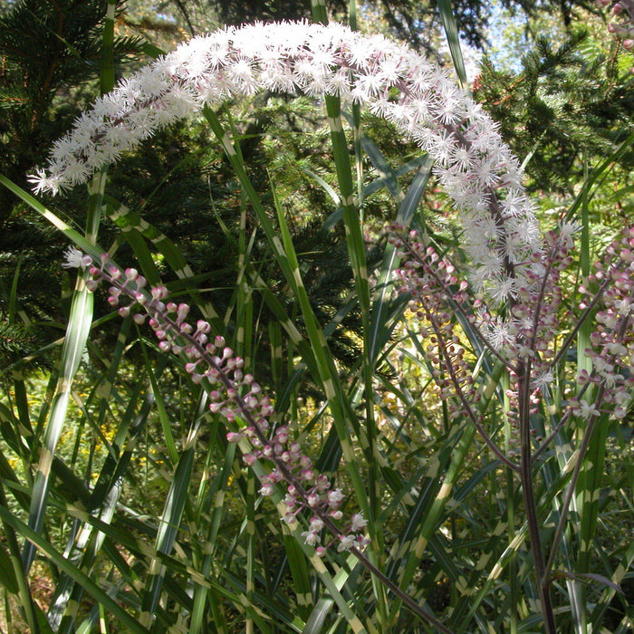 Cohosh, Brunette Bugbane
