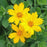 Tickseed, Sunshine Superman Star Tickseed