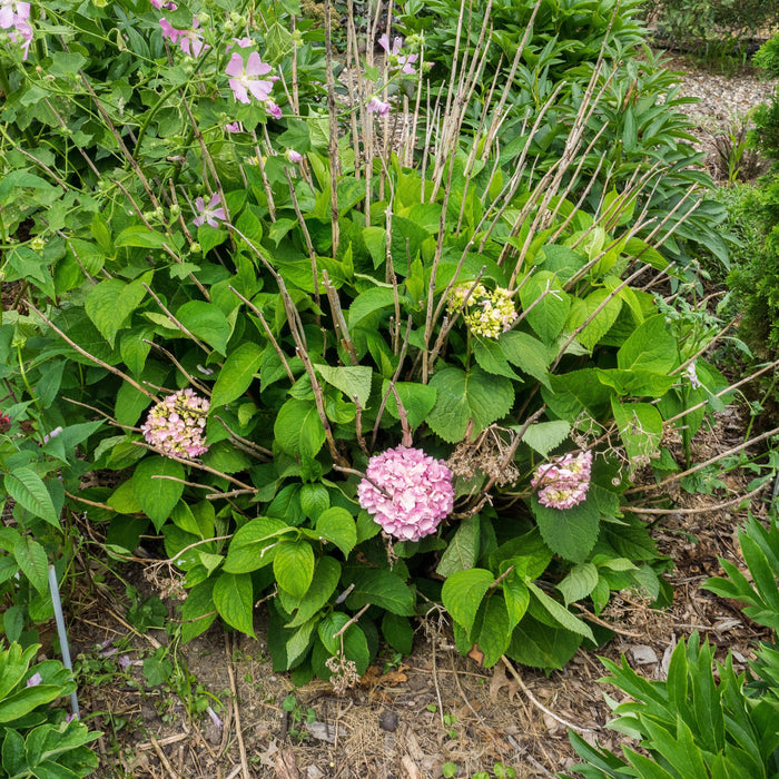 Hydrangea, Endless Summer® The Original Macrophylla Hydrangea