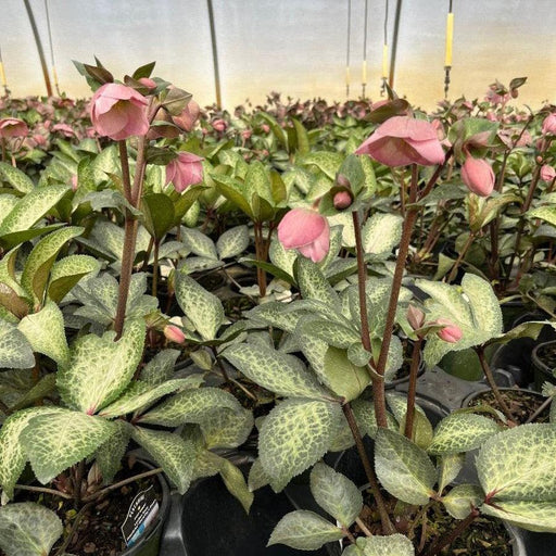 Hellebore, FrostKiss™ Dorothy's Dawn® Lenten Rose