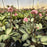 Hellebore, FrostKiss™ Dorothy's Dawn® Lenten Rose