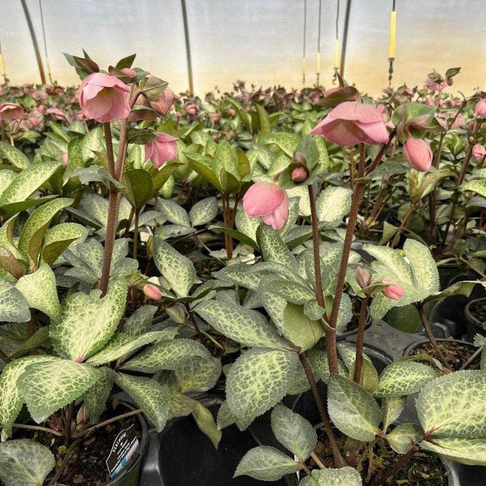Hellebore, FrostKiss™ Dorothy's Dawn® Lenten Rose
