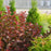 Ninebark, Ginger Wine™ Ninebark