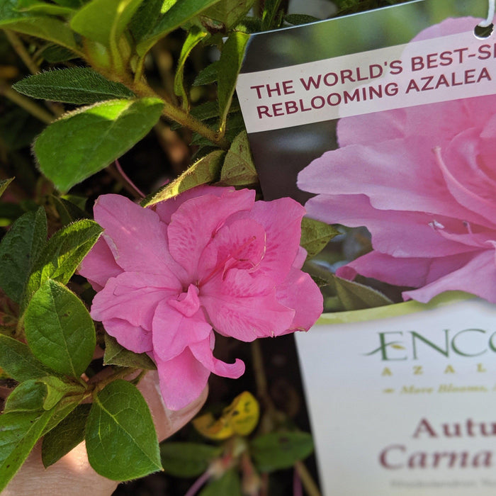 Azalea, Encore Autumn Carnation Azalea
