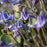 Clematis, Stand By Me Clematis
