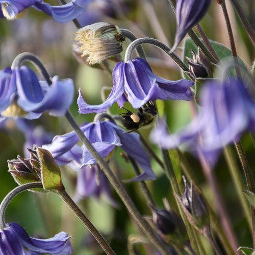 Clematis, Stand By Me Clematis