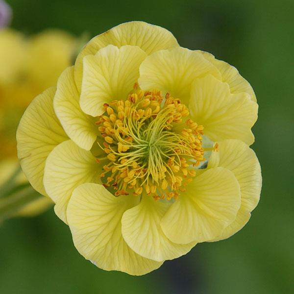Geum 'Banana Daiquiri'  - Cocktails™ Banana Daiquiri Avens