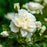 Rosa 'Ausquirk'  - Susan Williams-Ellis® Rose