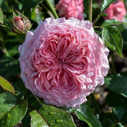 Rose, Romantica® Ball Gown™ Rose