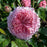 Rose, Romantica® Ball Gown™ Rose