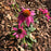 Coneflower, PowWow® Wild Berry Echinacea
