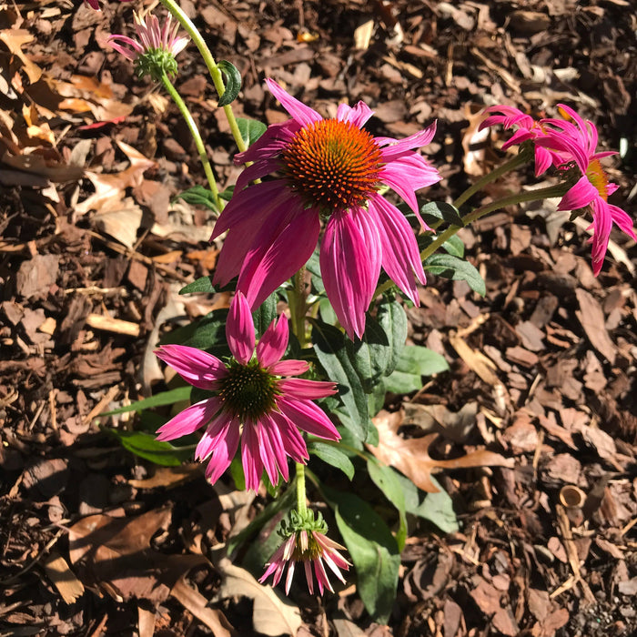 Coneflower, PowWow® Wild Berry Echinacea