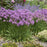 Allium, Serendipity Ornamental Onion