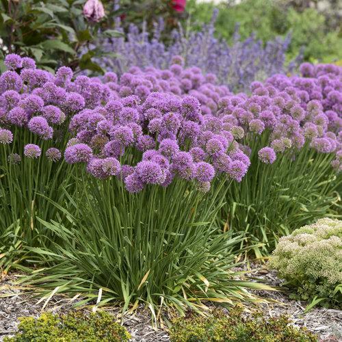 Allium, Serendipity Ornamental Onion